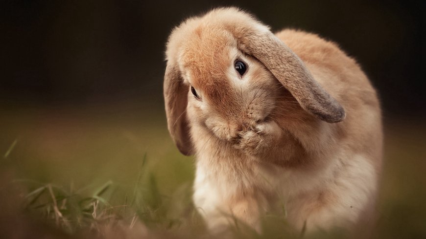 可爱的大耳朵荷兰兔动物萌宠壁纸