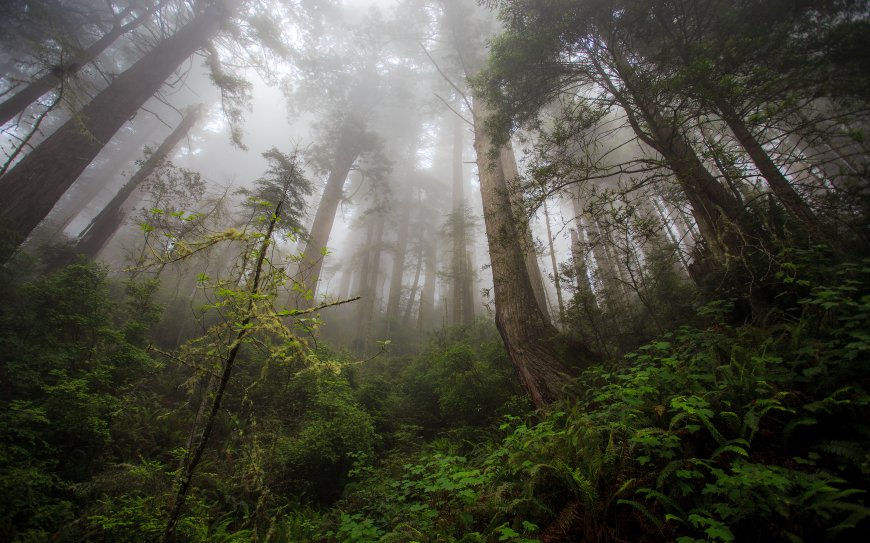 迷雾笼罩的密林深处自然风景壁纸