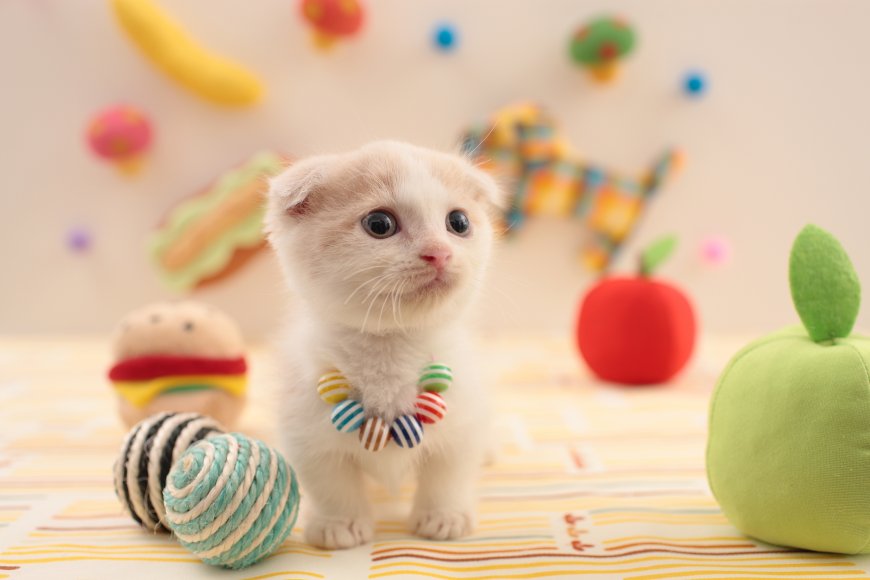 可爱小猫咪2K动物萌宠壁纸