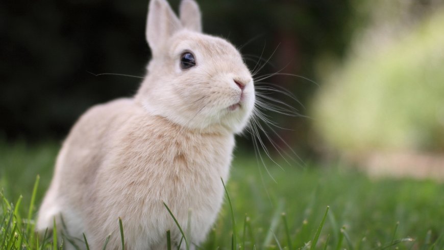 草坪上的可爱小兔子动物特写壁纸