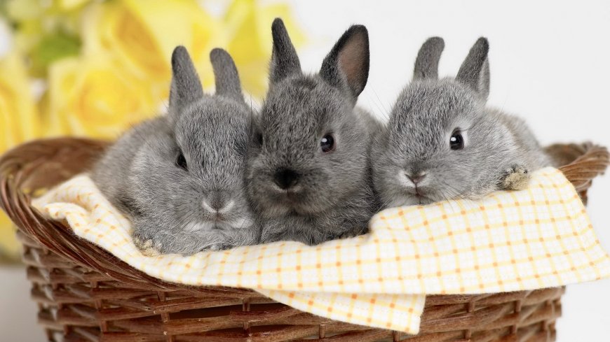 三只可爱的小白兔动物萌宠壁纸