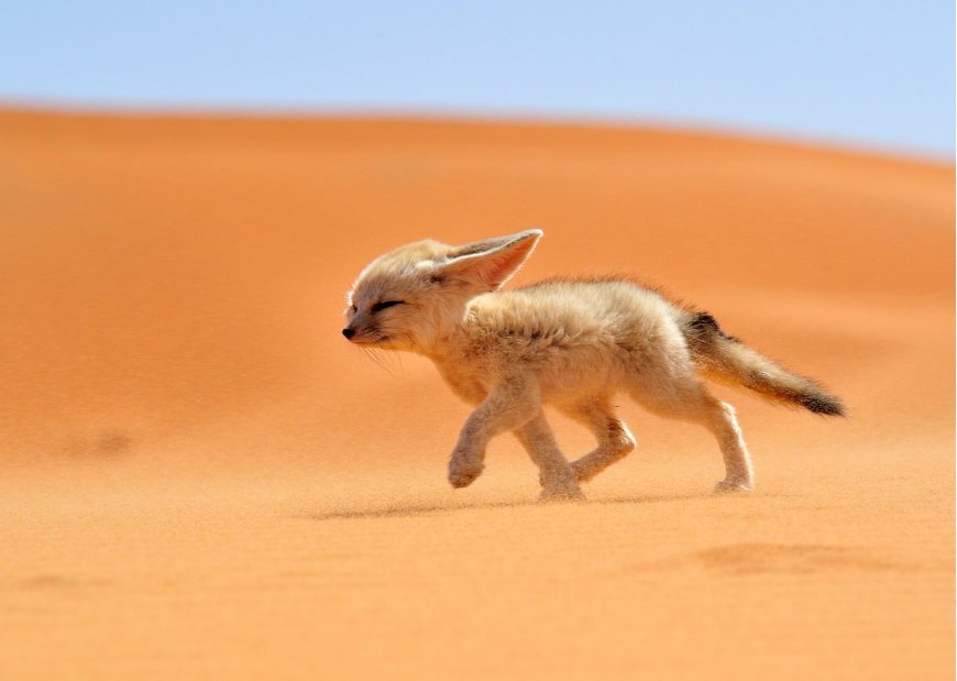 沙漠中的耳廓狐壁纸