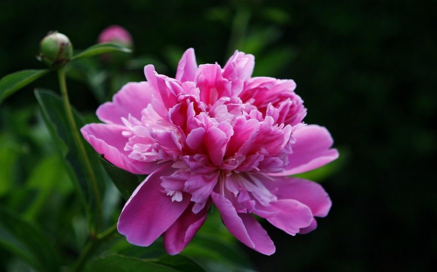 芍药鲜花壁纸