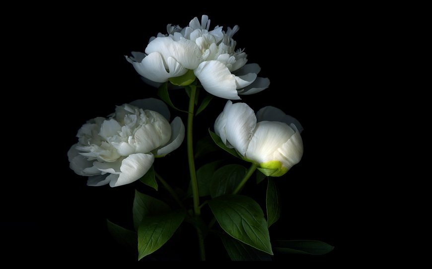 昙花鲜花高清壁纸