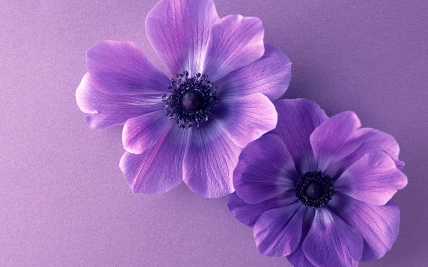 紫色鲜花背景壁纸图片