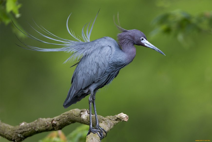 树枝上的鹭壁纸