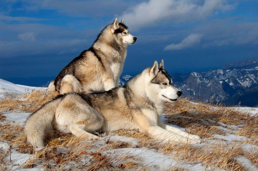 阿拉斯加雪橇犬动物壁纸