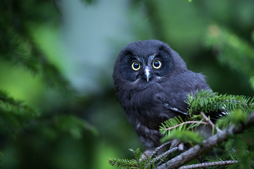 可爱小猫头鹰图片壁纸