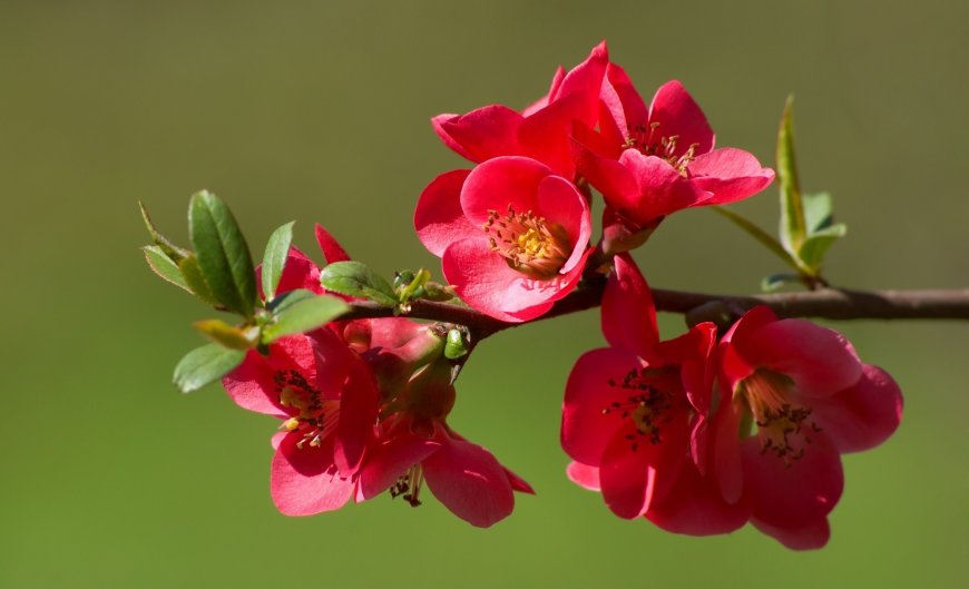 红艳海棠花壁纸图片