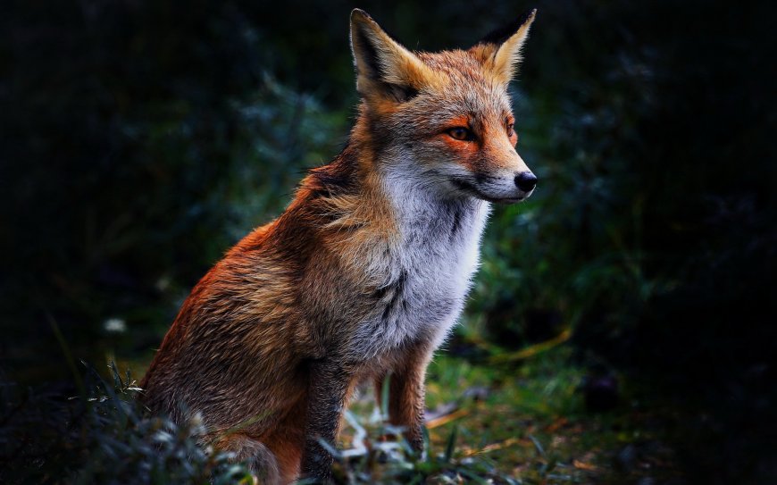 森林小狐狸超清桌面壁纸