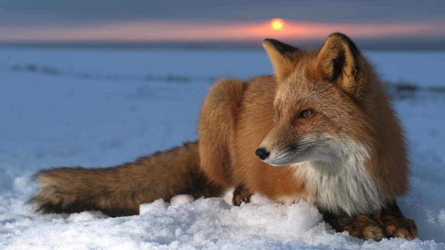 雪地狐狸动物超清壁纸图片
