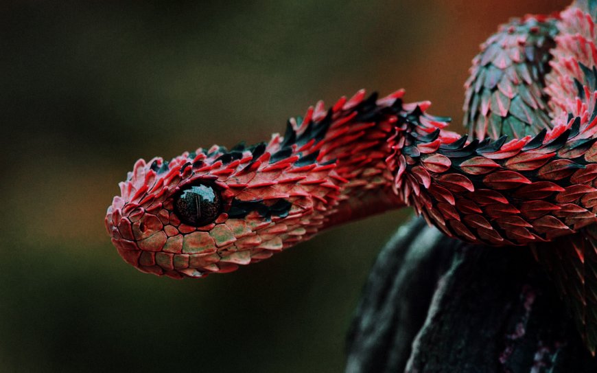 红黑色蝰蛇图片壁纸