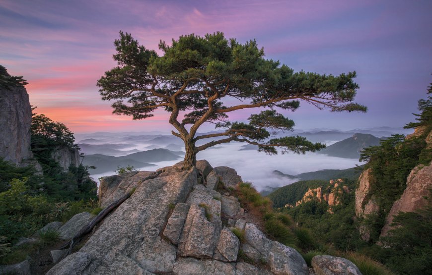 山巅 松树绝美风景图片壁纸