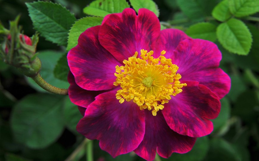 紫色芍药鲜花壁纸图片