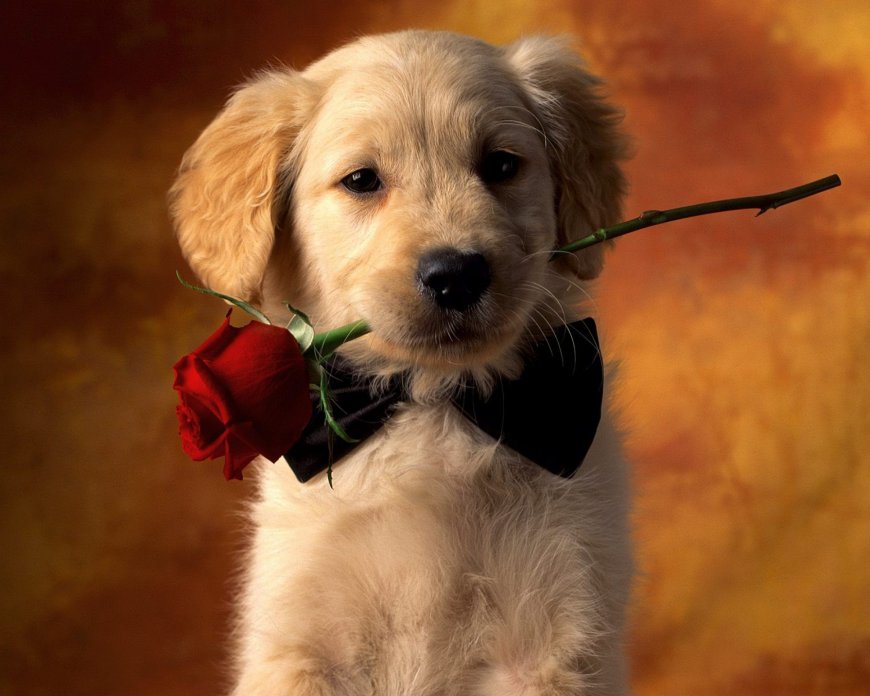 叼着玫瑰花的可爱小狗狗图片壁纸