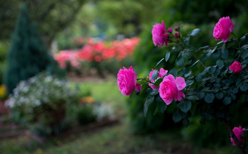 紫色月季花鲜花壁纸图片