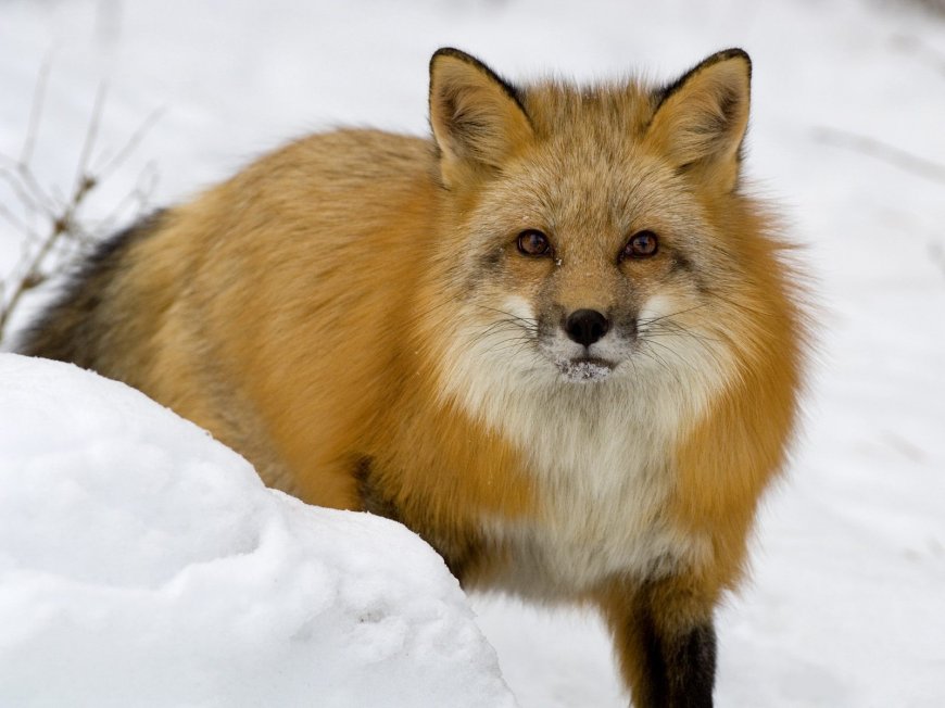 雪中狐狸可爱动物壁纸图片