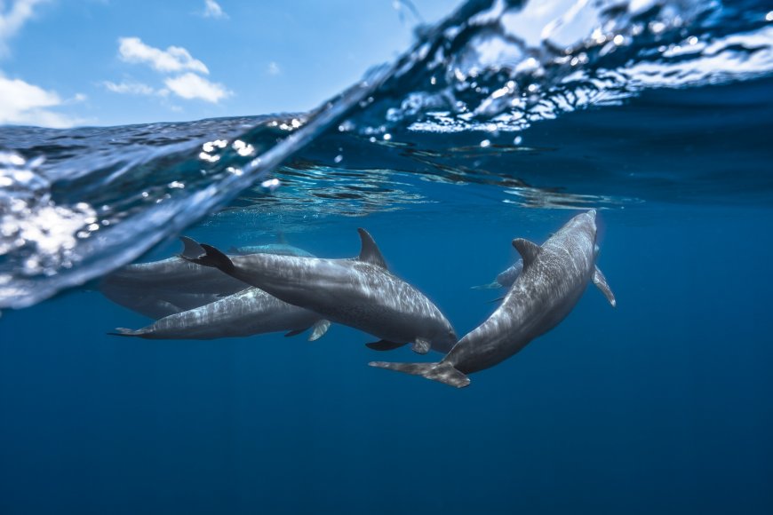 海豚动物壁纸图片