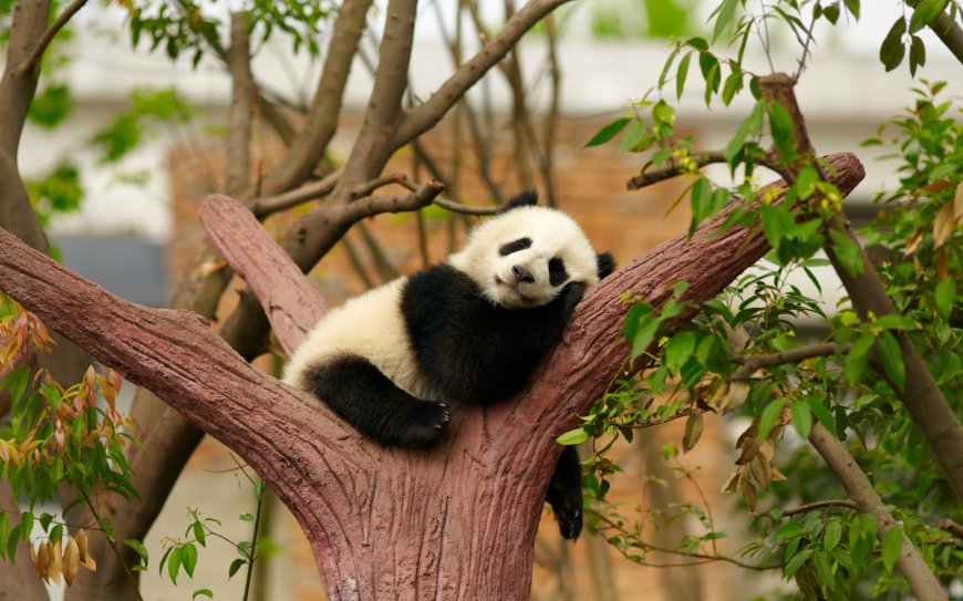 睡觉的大熊猫壁纸图片
