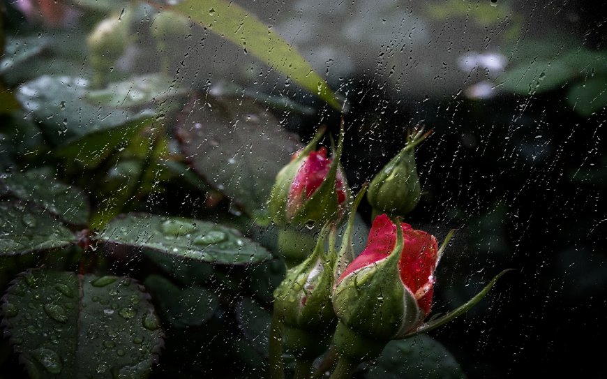 雨天的花苞图片壁纸