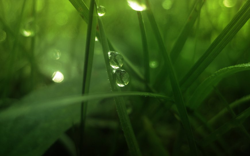 青草植物 露水护眼壁纸图片