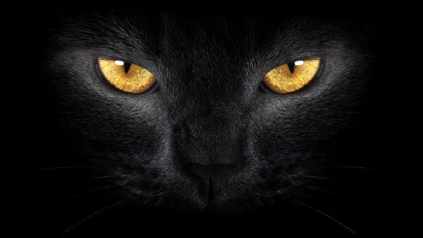 黑猫 猫眼动物壁纸图片