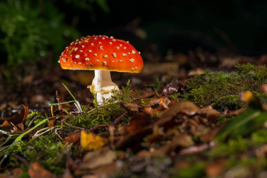 蘑菇植物特写图片壁纸