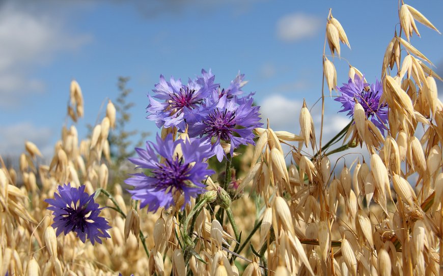 枯萎的车前菊图片壁纸