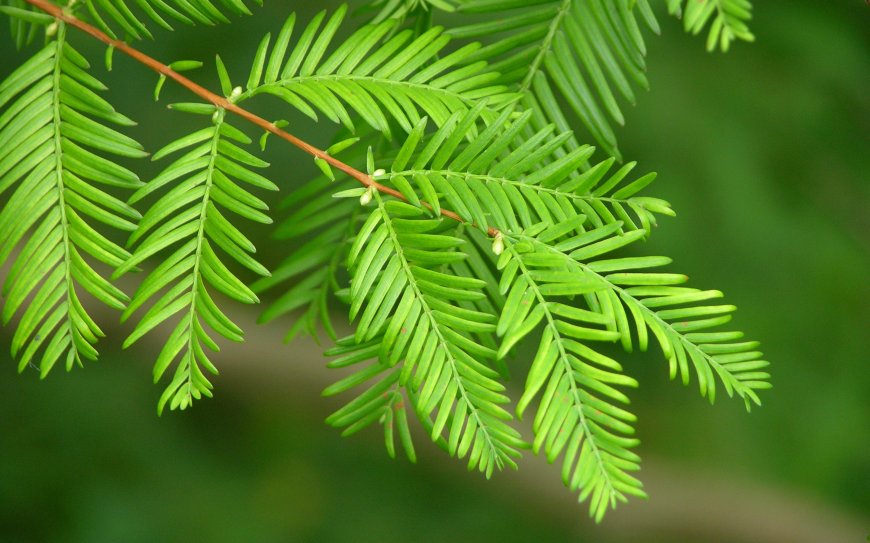 水杉树叶清新护眼壁纸图片