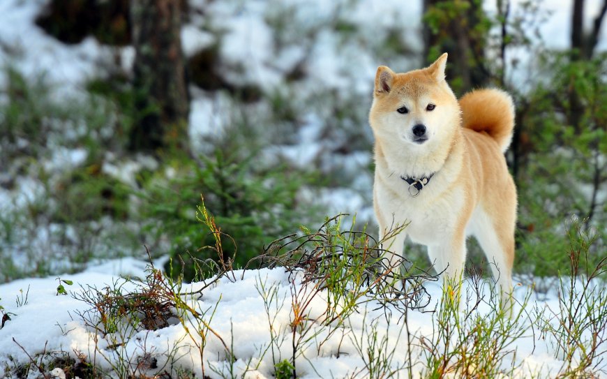 雪地中的秋田犬可爱狗狗壁纸图片