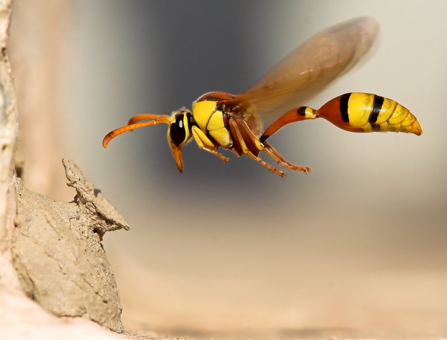 马蜂 黄蜂动物图片壁纸