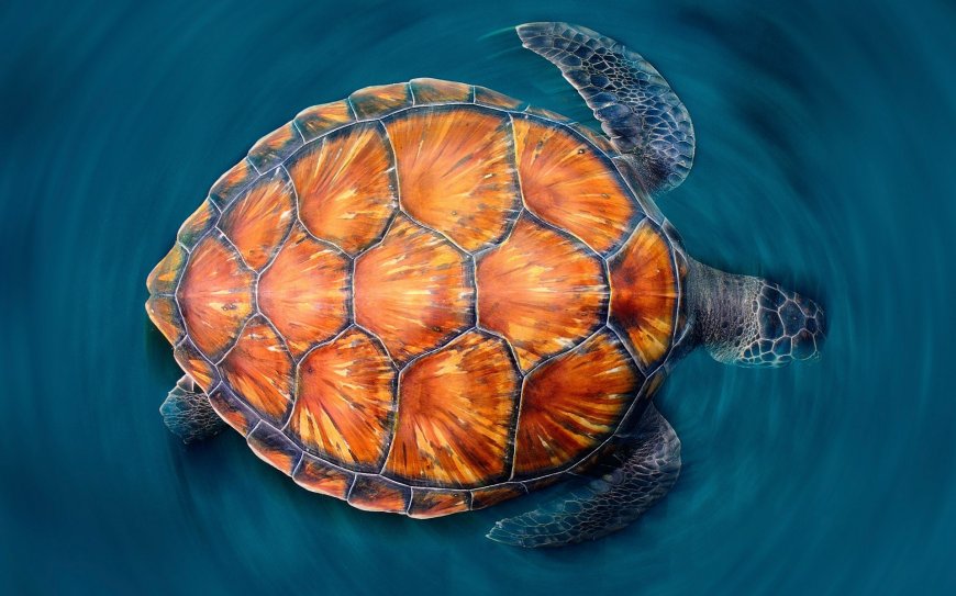 海龟动物超清壁纸图片