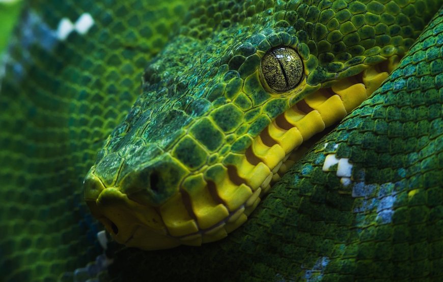 绿蟒蛇动物超清桌面
