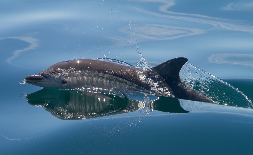 可爱海洋海豚动物壁纸
