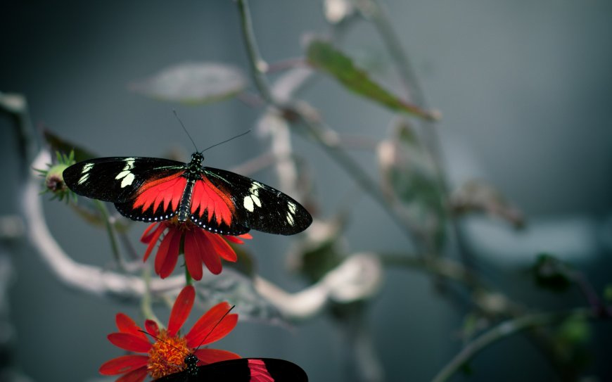 鲜花上的虎斑蝶动物壁纸图片
