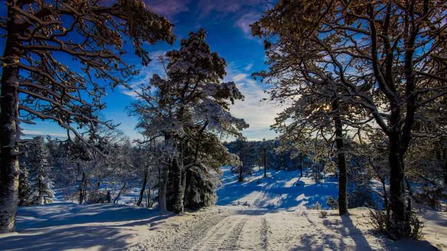 雪地森林 蓝天风景壁纸