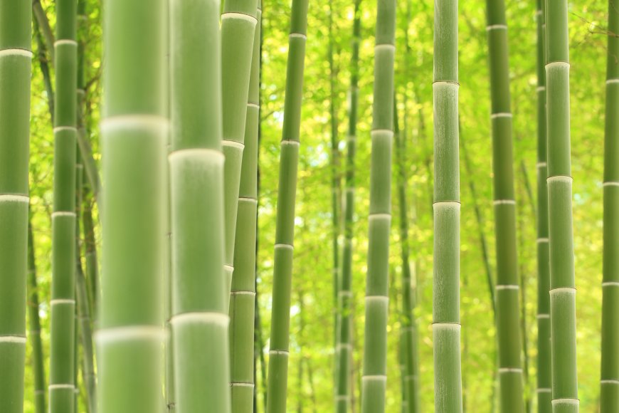 竹林 竹海 绿色护眼壁纸