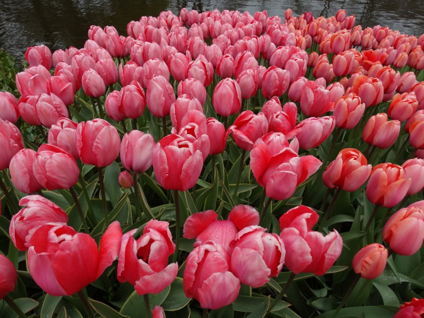 粉色郁金香超清壁纸图片