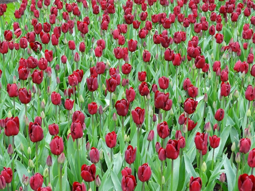 紫色郁金香花田壁纸图片
