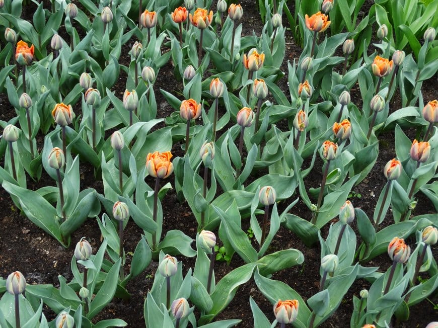 郁金香花蕾 花田图片壁纸