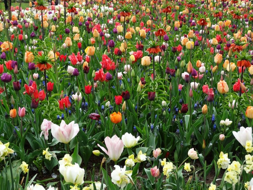 郁金香花田壁纸图片
