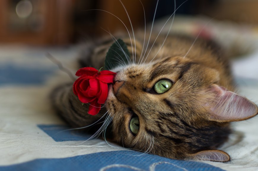 玫瑰花 可爱猫咪萌宠壁纸