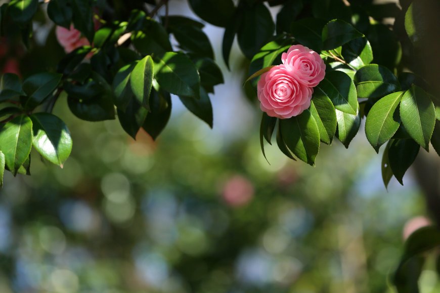 唯美山茶花鲜花超清绿色护眼壁纸