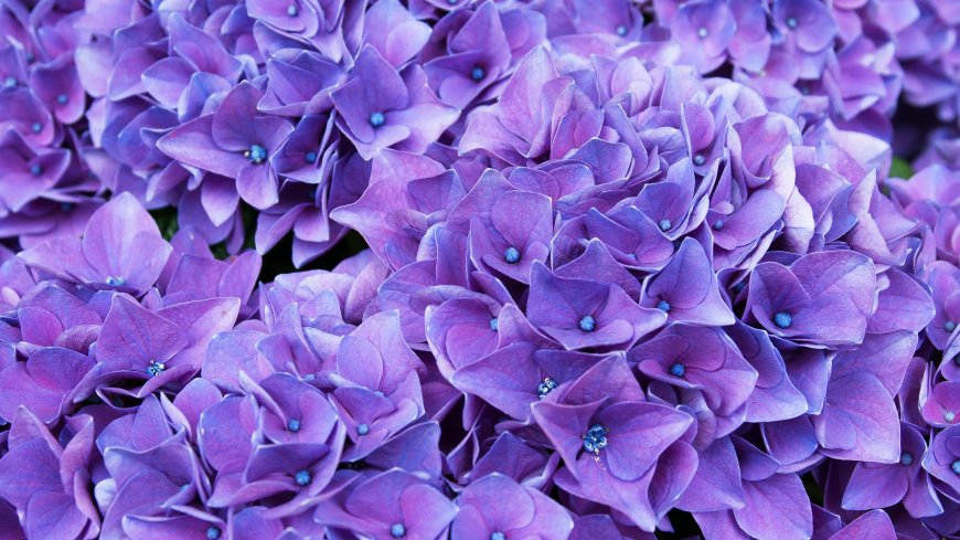 紫色绣球花超清图片壁纸