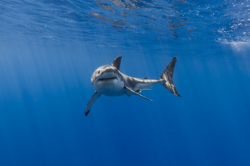 海底大白鲨 海洋动物壁纸