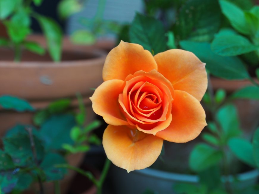 盛开的月季花 唯美护眼壁纸