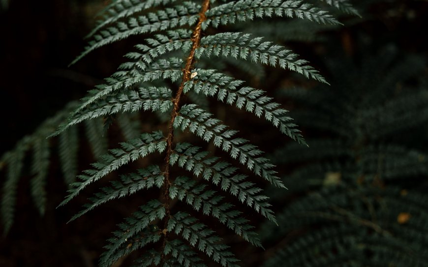 蕨类绿植植物壁纸图片