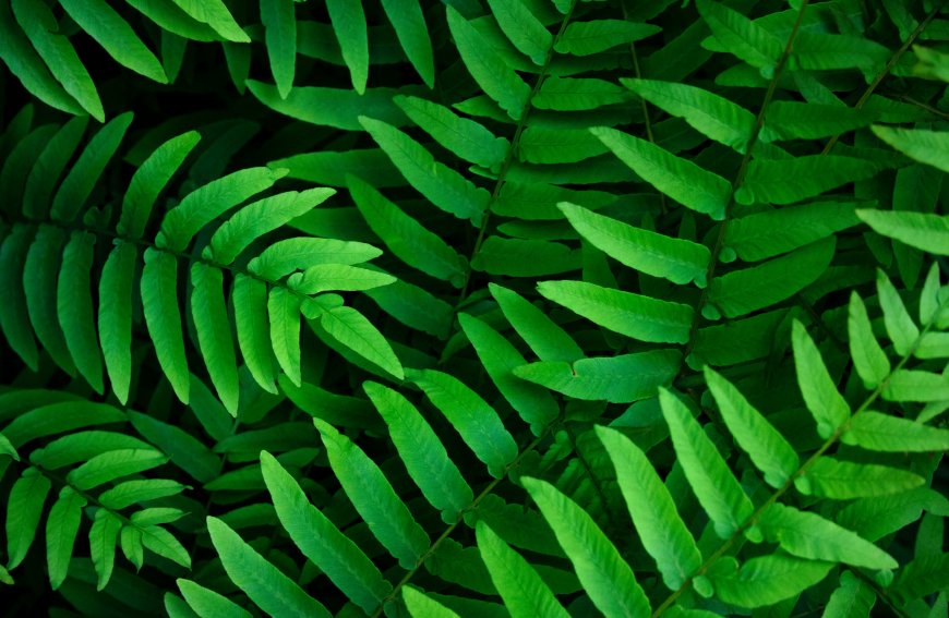 蕨类植物绿色护眼壁纸