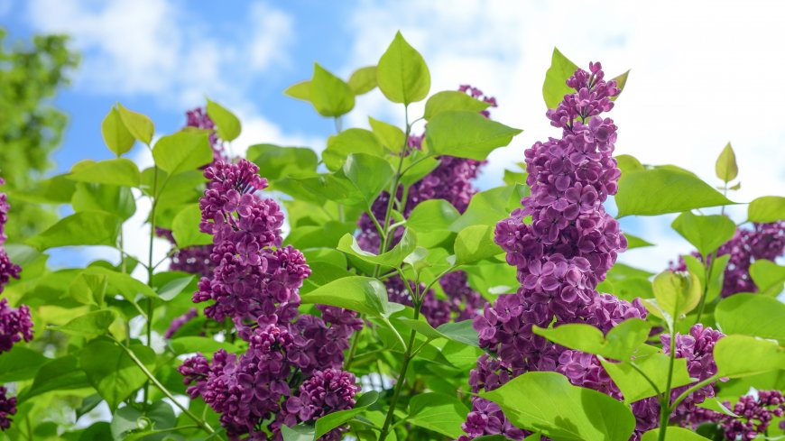 紫色丁香花 绿叶 超清电脑壁纸