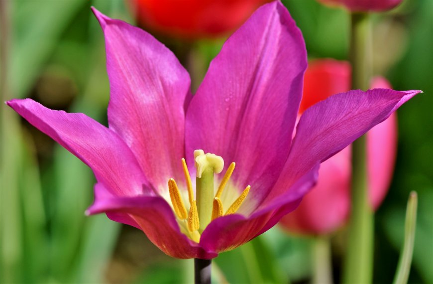 紫色郁金香花卉植物图片壁纸